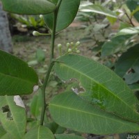 Atalantia ceylanica (Arn.) Oliv.